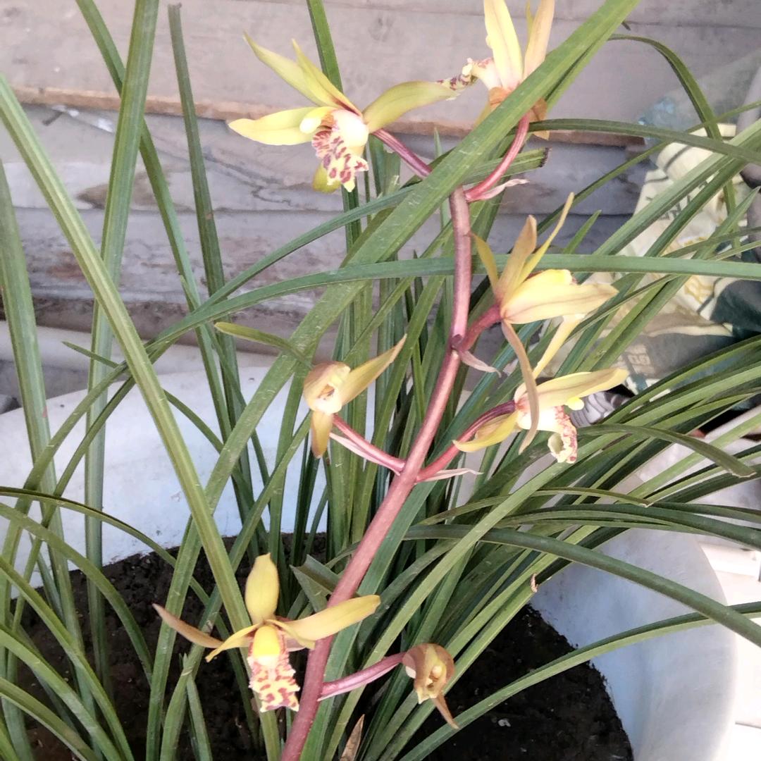 一棵无名小草