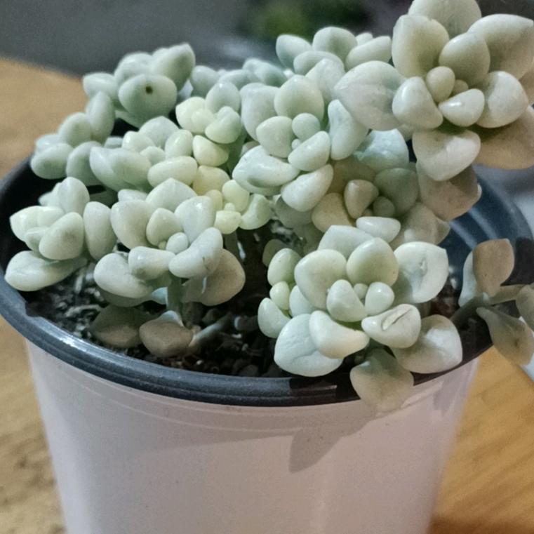 陈心如意
