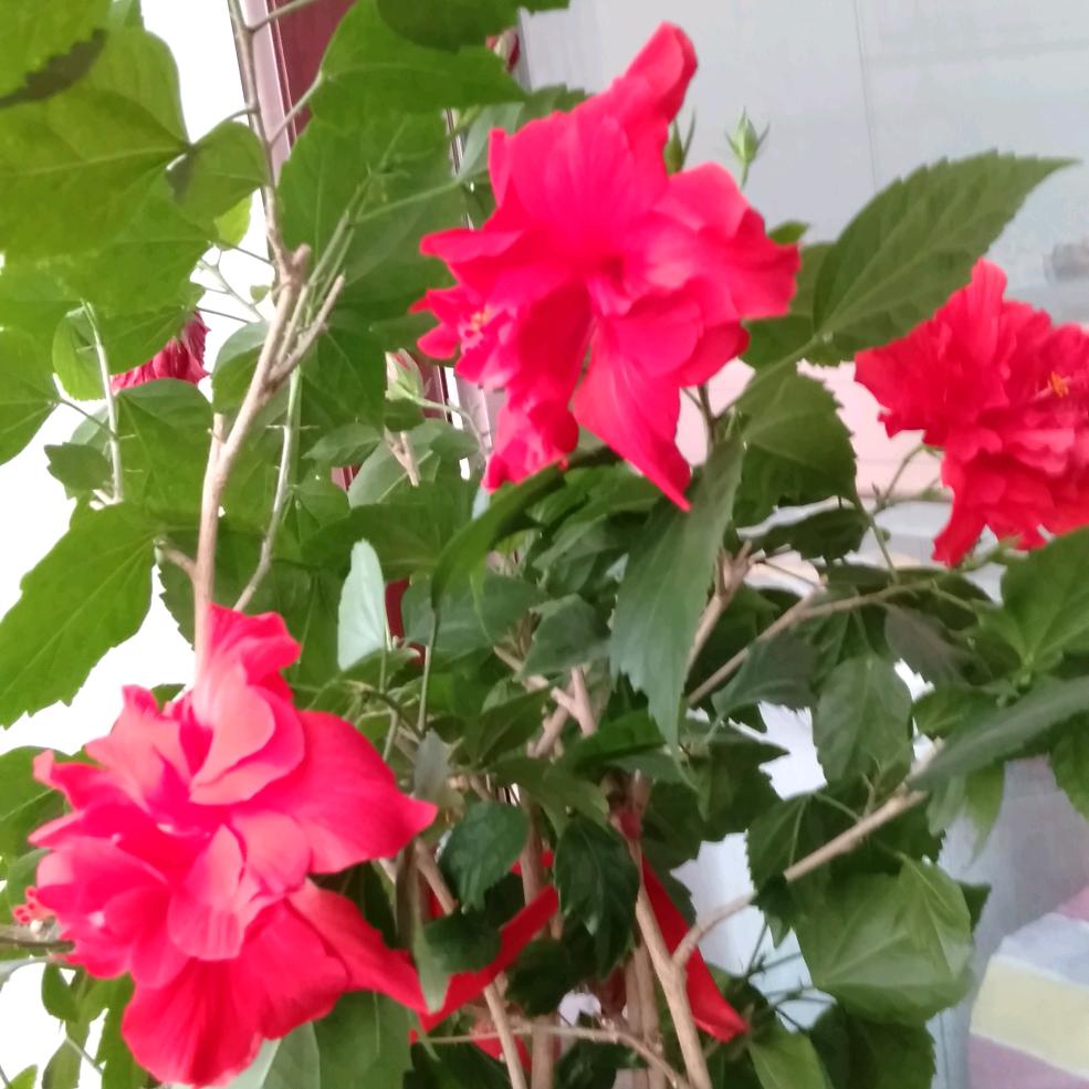 家有六朵花