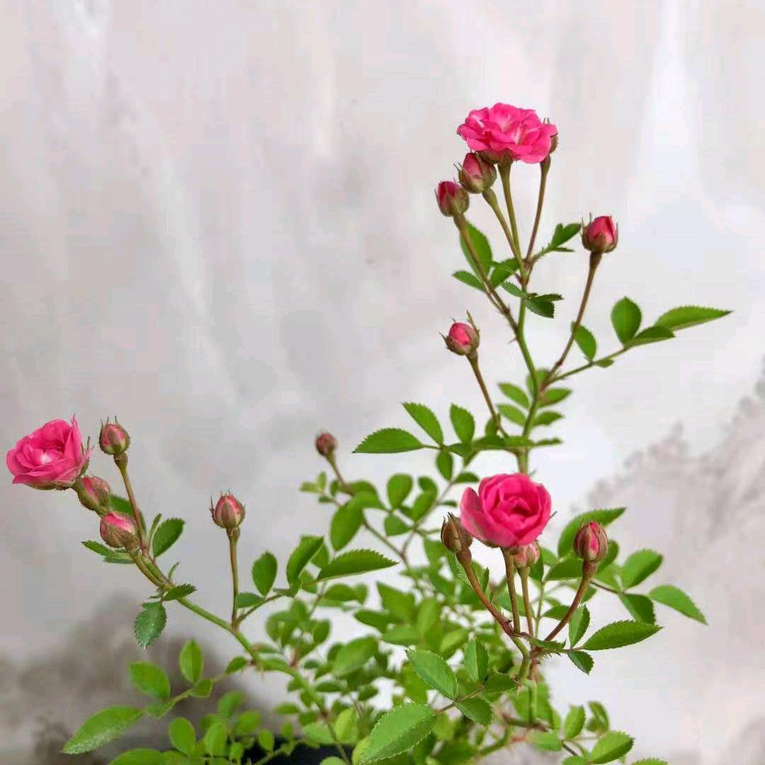 兰韵花卉