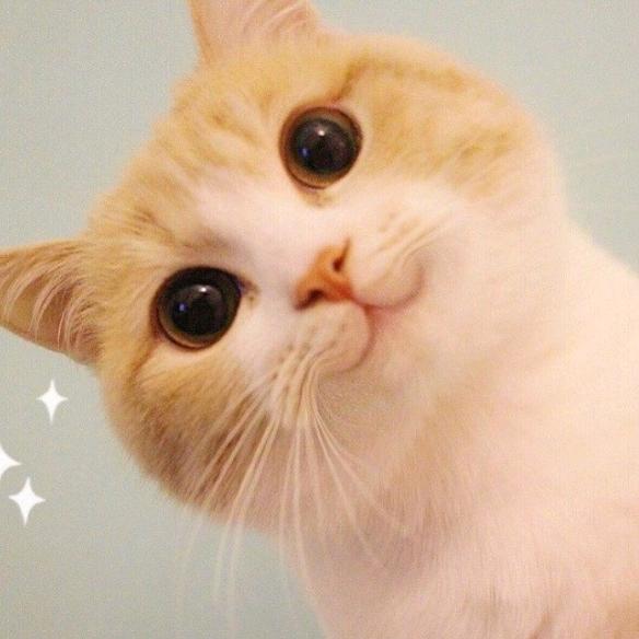♚   颜若夕