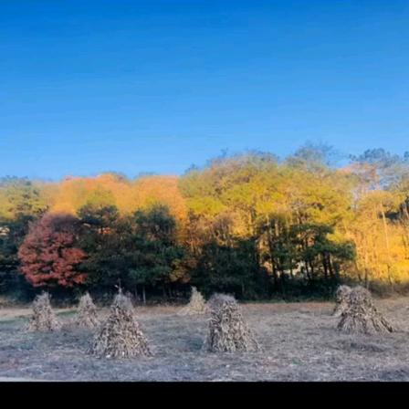 慕兮