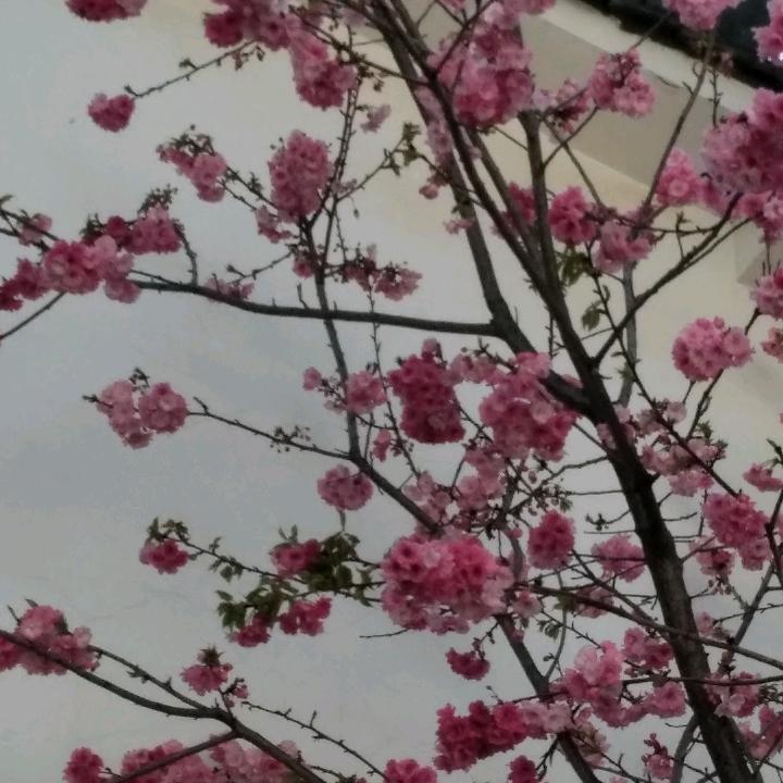 春秋