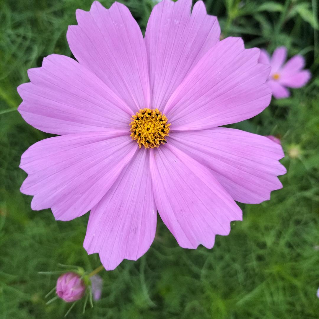 🥀日 久 见 人 心🥀