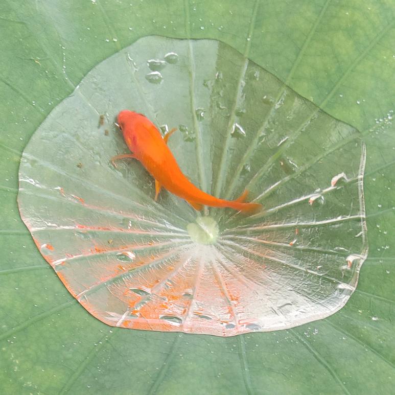 给每天一个拥抱~