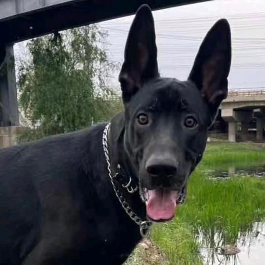黑狼犬小yi