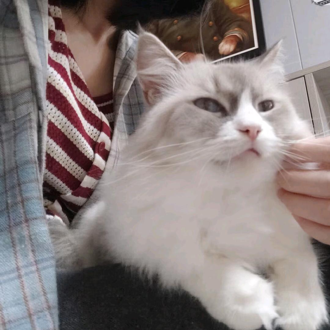 桂圆Bubble粥