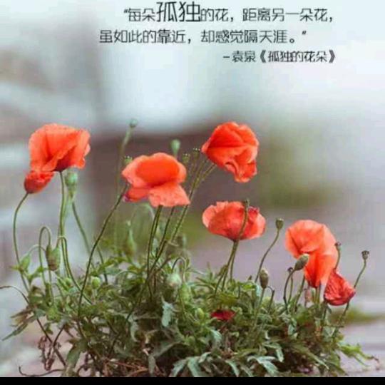 枫叶红🍁
