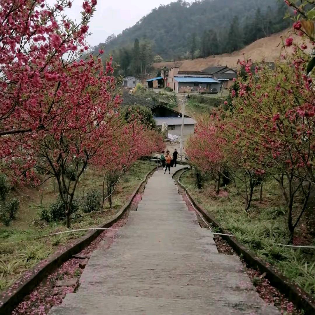 ♥心诚🌴则林🌴