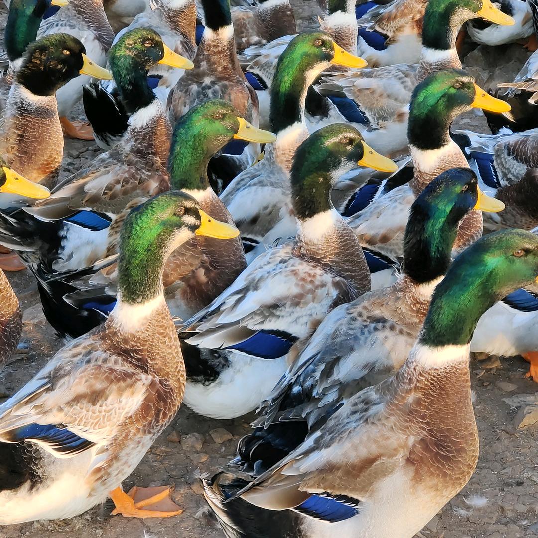 @相识是缘(拒绝连赞）