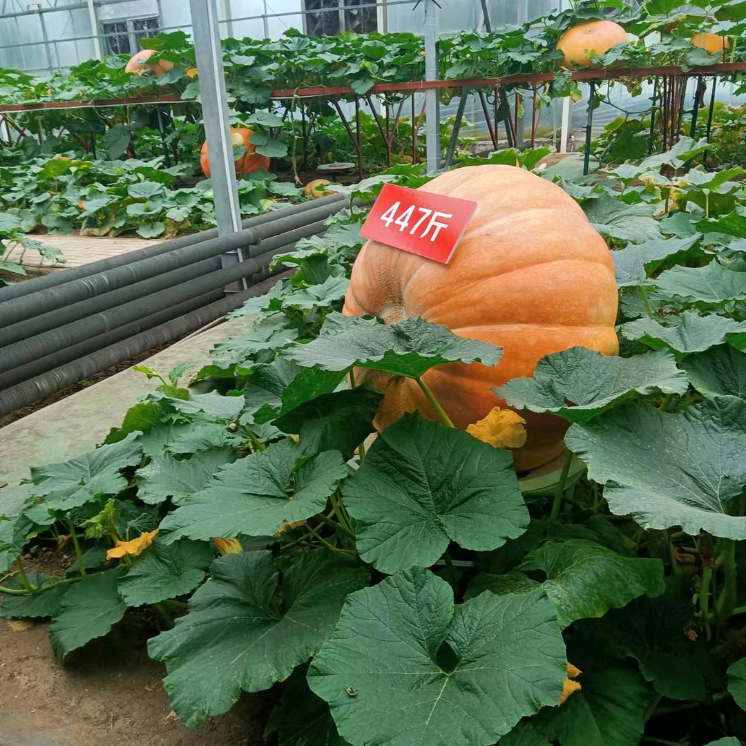 快乐老田山东寿光菜农植物医院