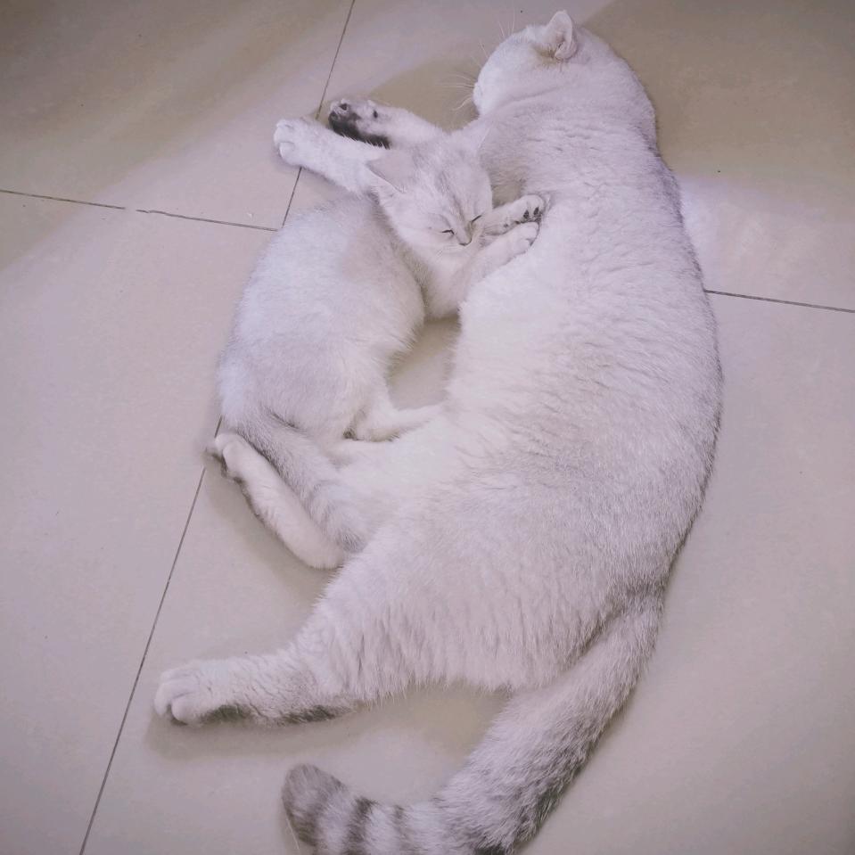 咪咪🐱旺旺🐶