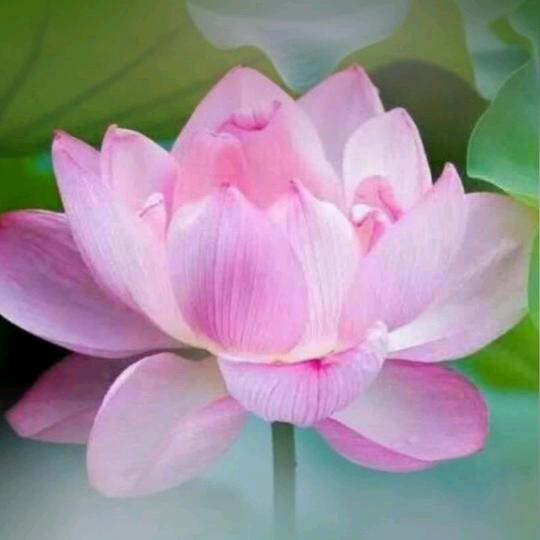 向往明天会更好