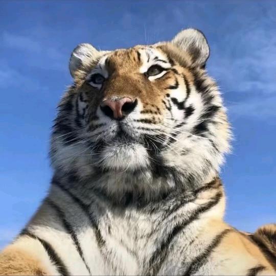 喜欢丑的