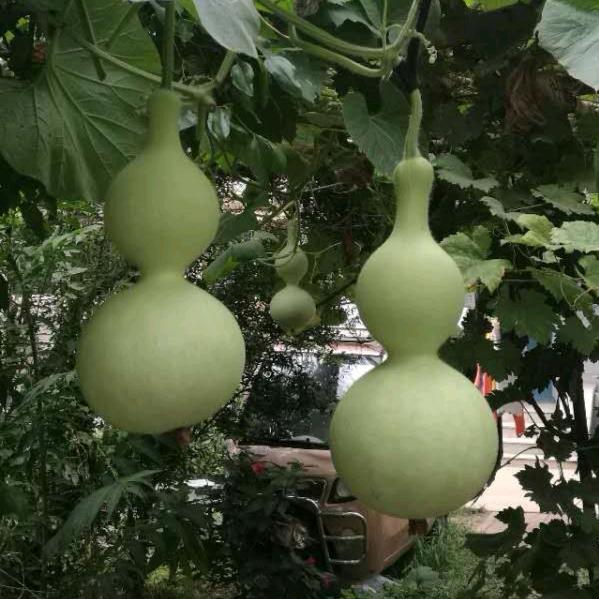 春宝🐍🐒4131