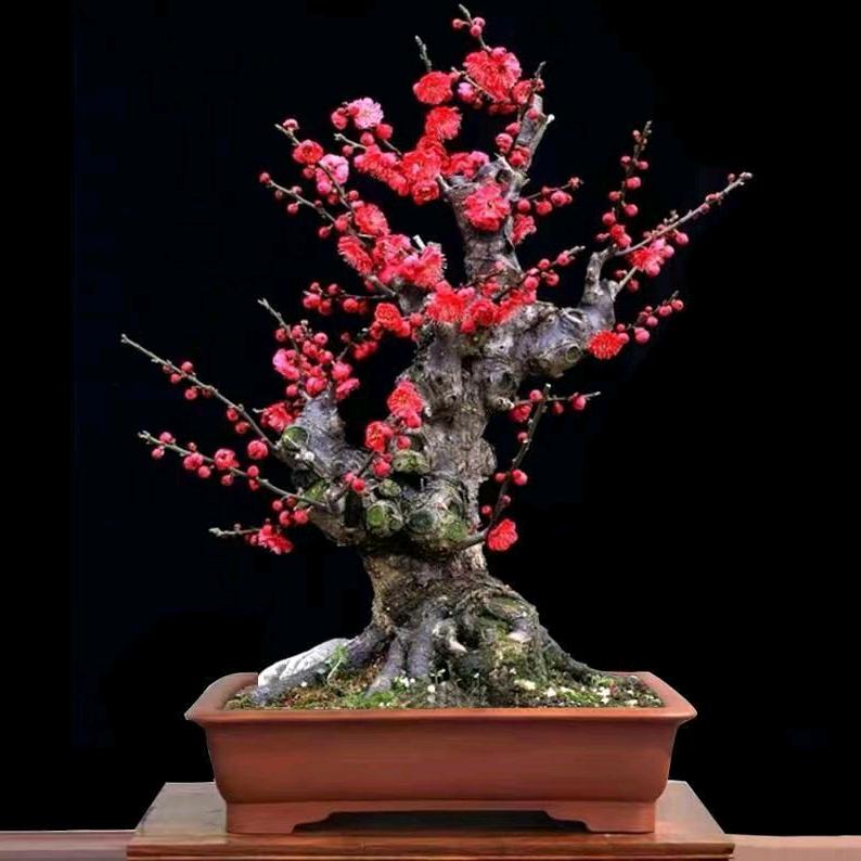 翠儿花卉园艺