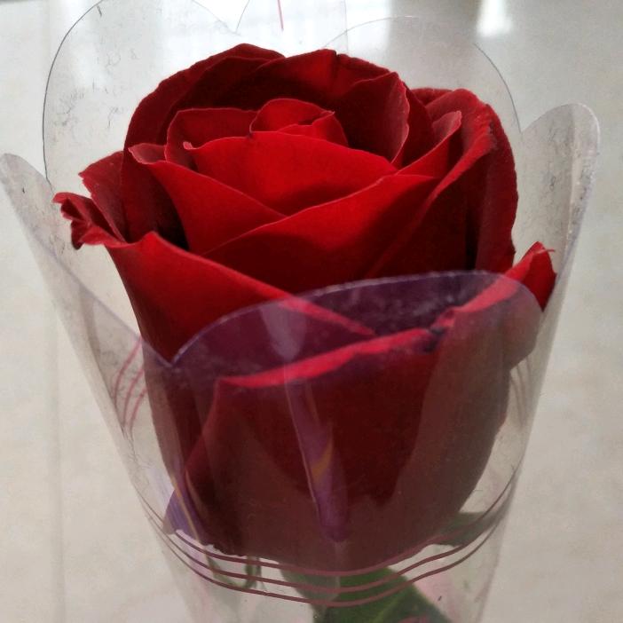 四季发财liumelin