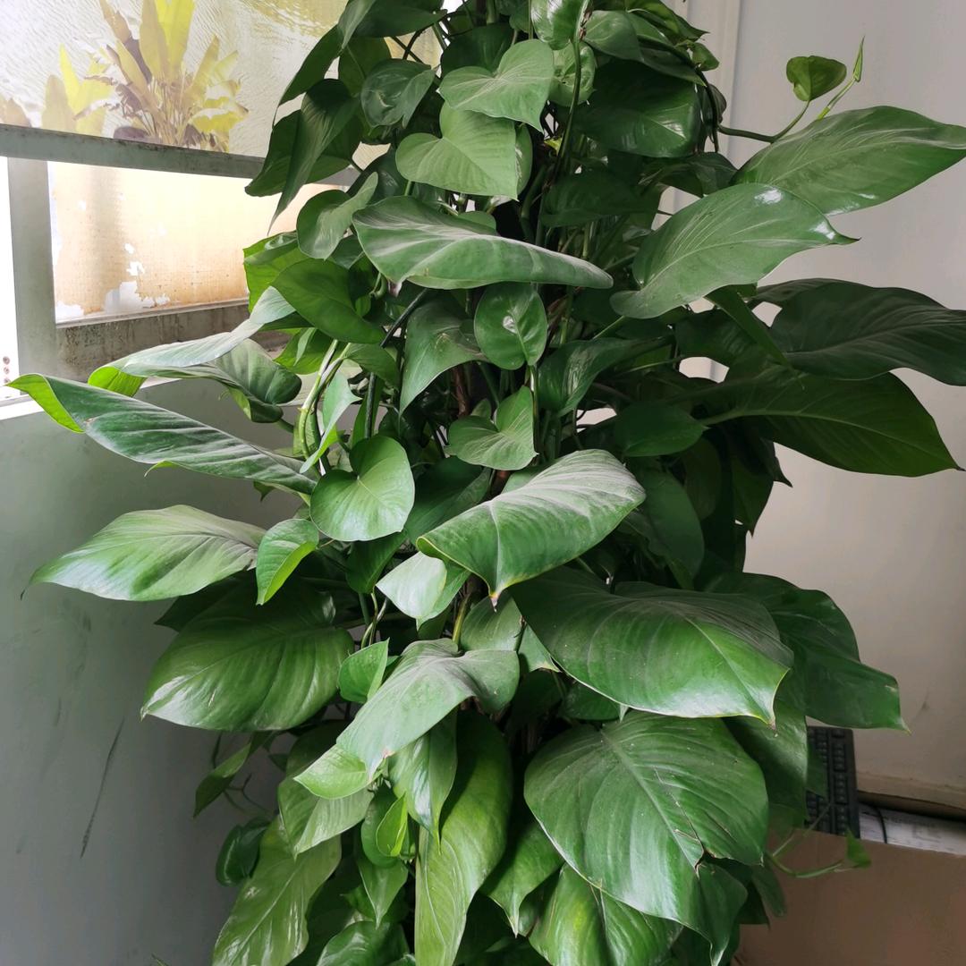 早上的太阳681
