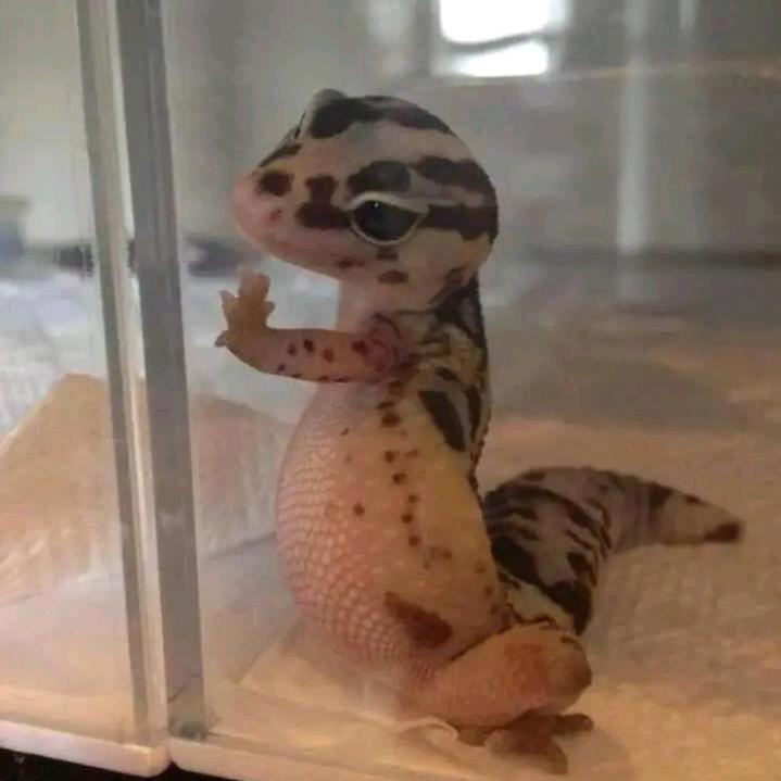 二木想吃海蛎饼（不加海蛎版）