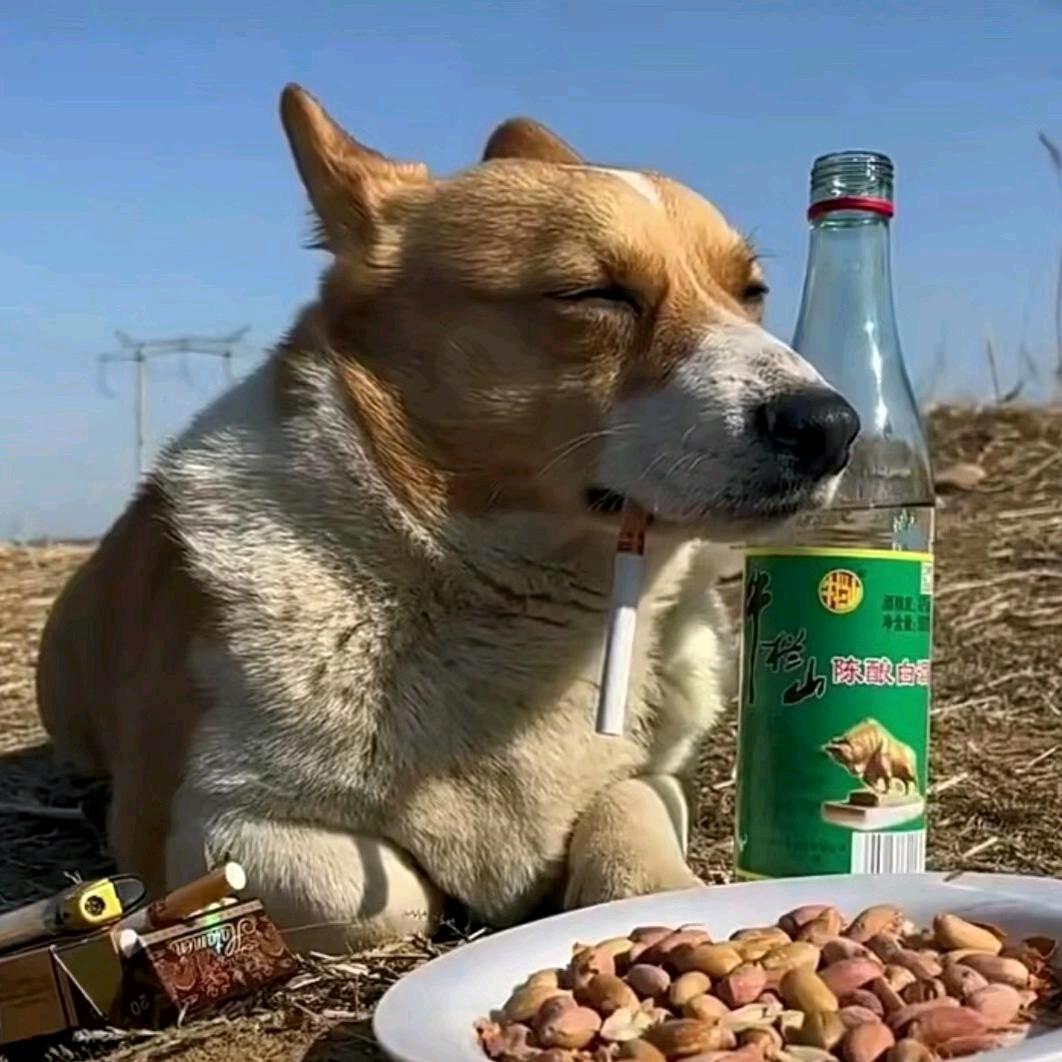 iz