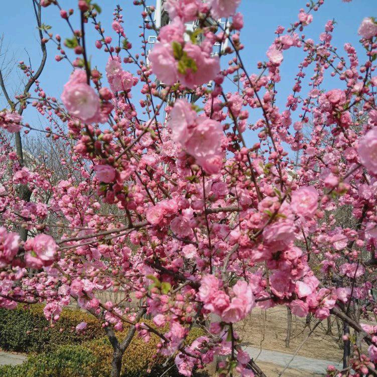 悦悦