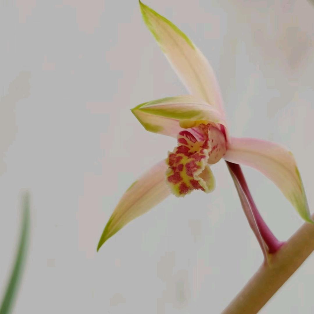 我非柠檬，为何心酸