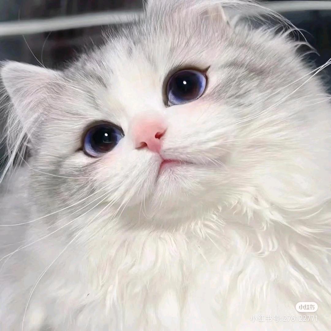 葡萄