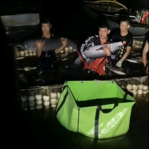 定远（小冲坝）彪哥