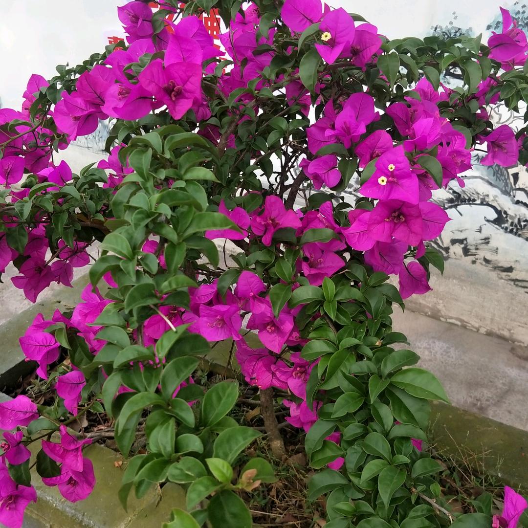 夏