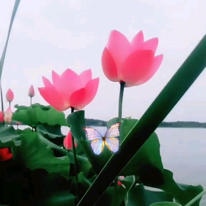 荷花🌸