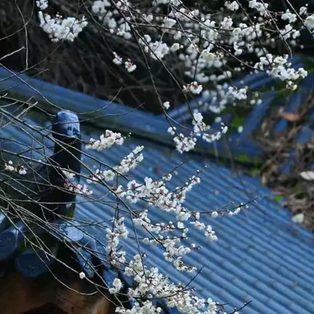 修心@在抖音