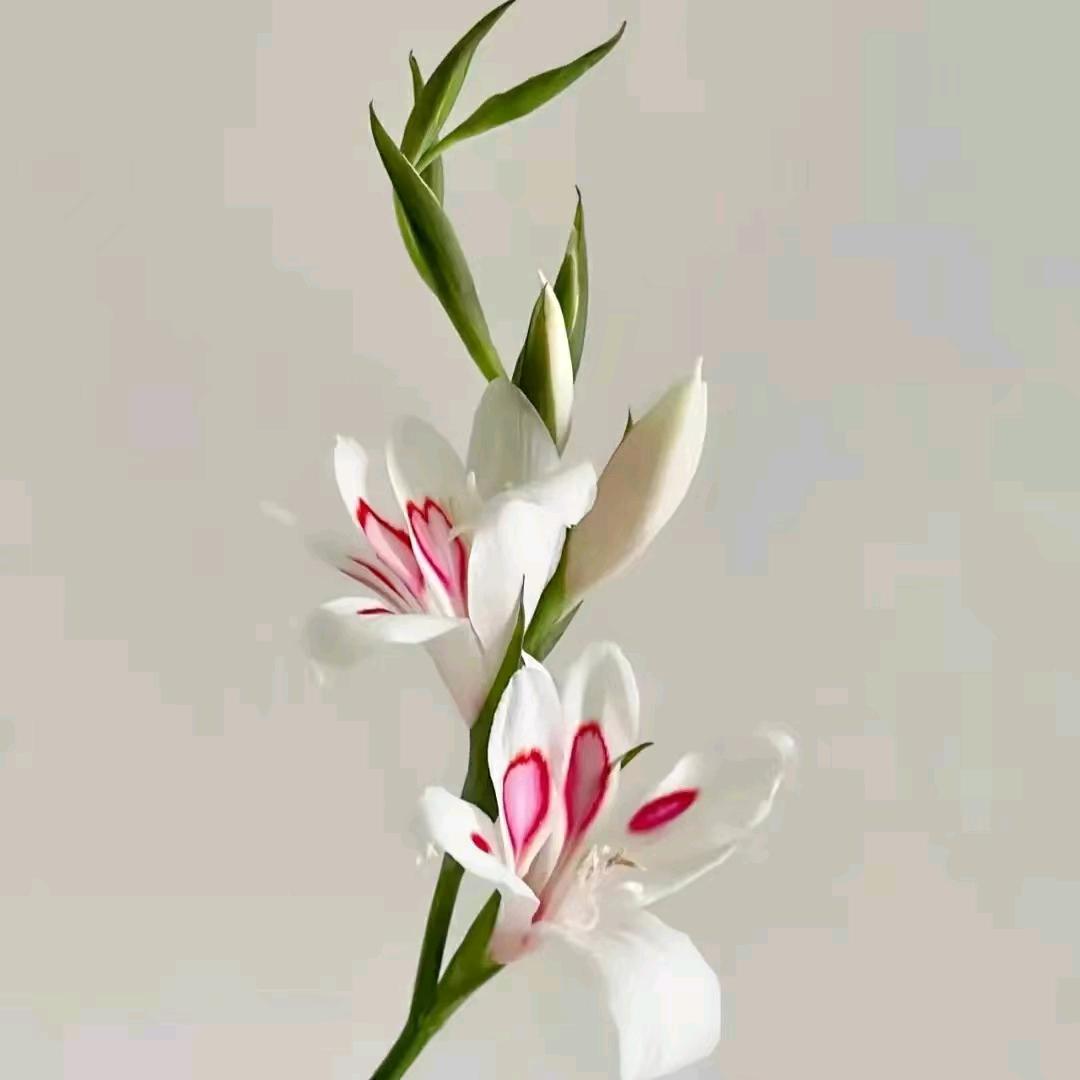 珍