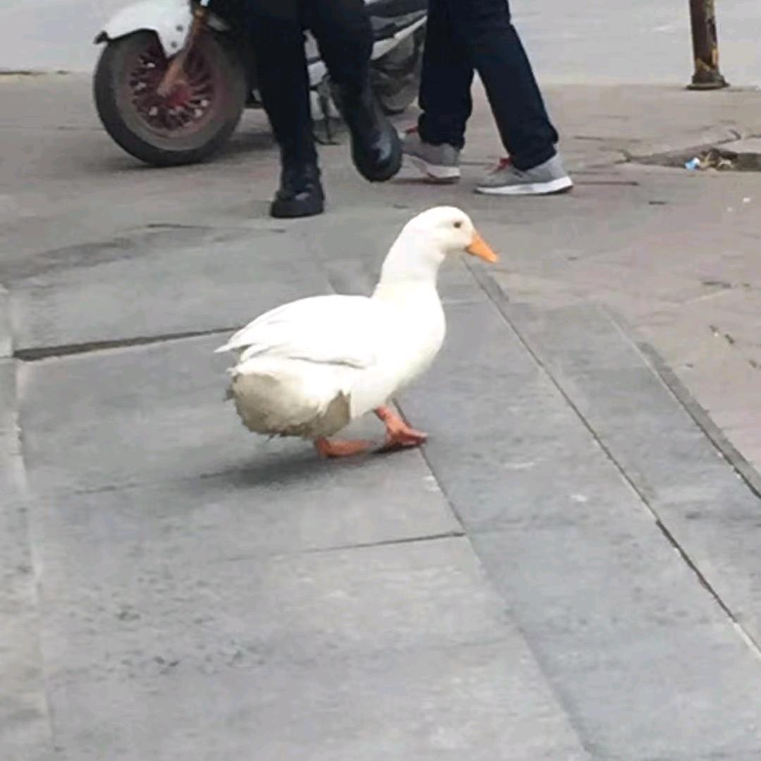 九苒🥕