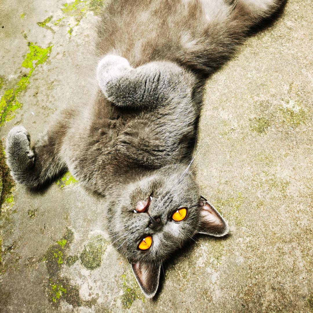 猫鼬视觉影像
