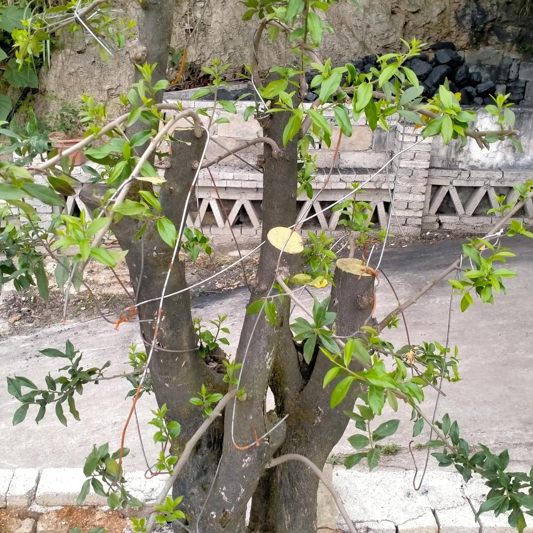 惜缘大师