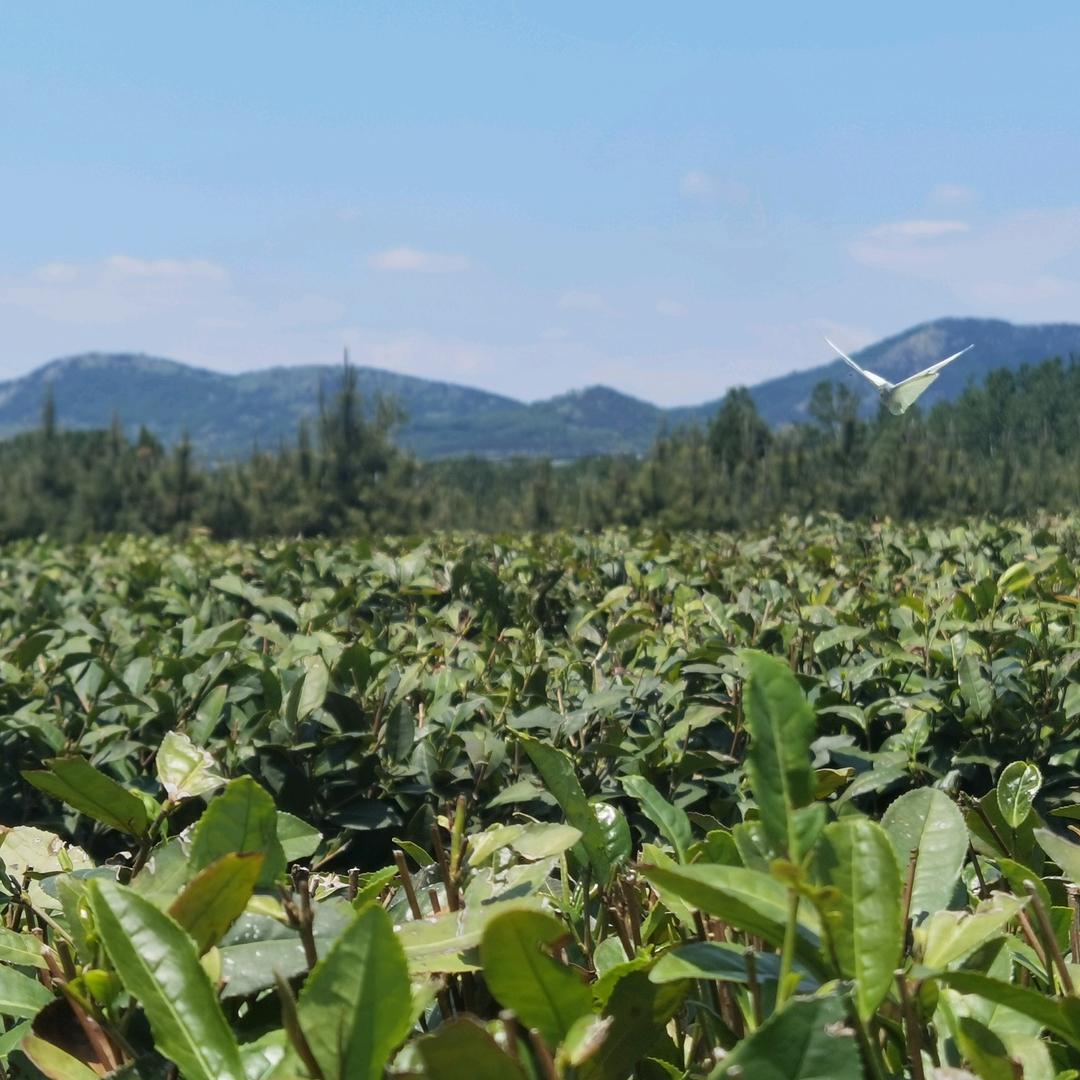 赣榆区青口镇刘希香茶叶门市部