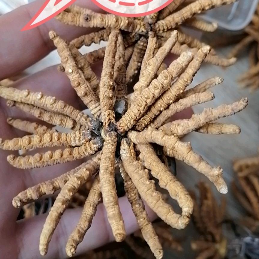 回收礼品，回收冬虫夏草
