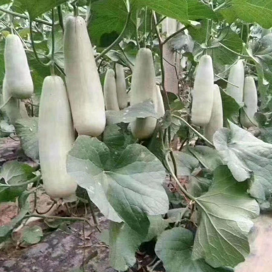 小地主