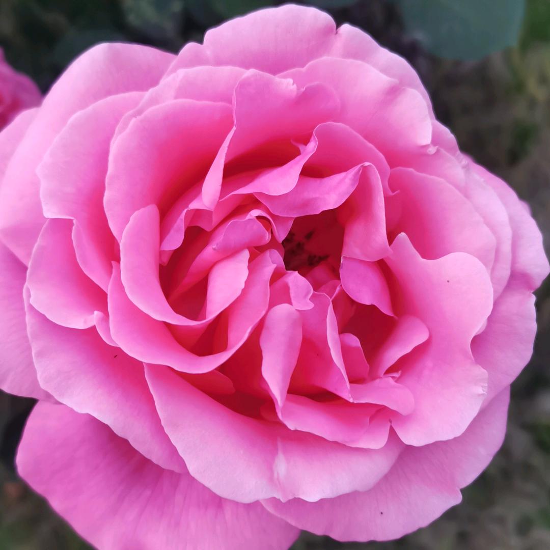 栀子花拒绝私聊