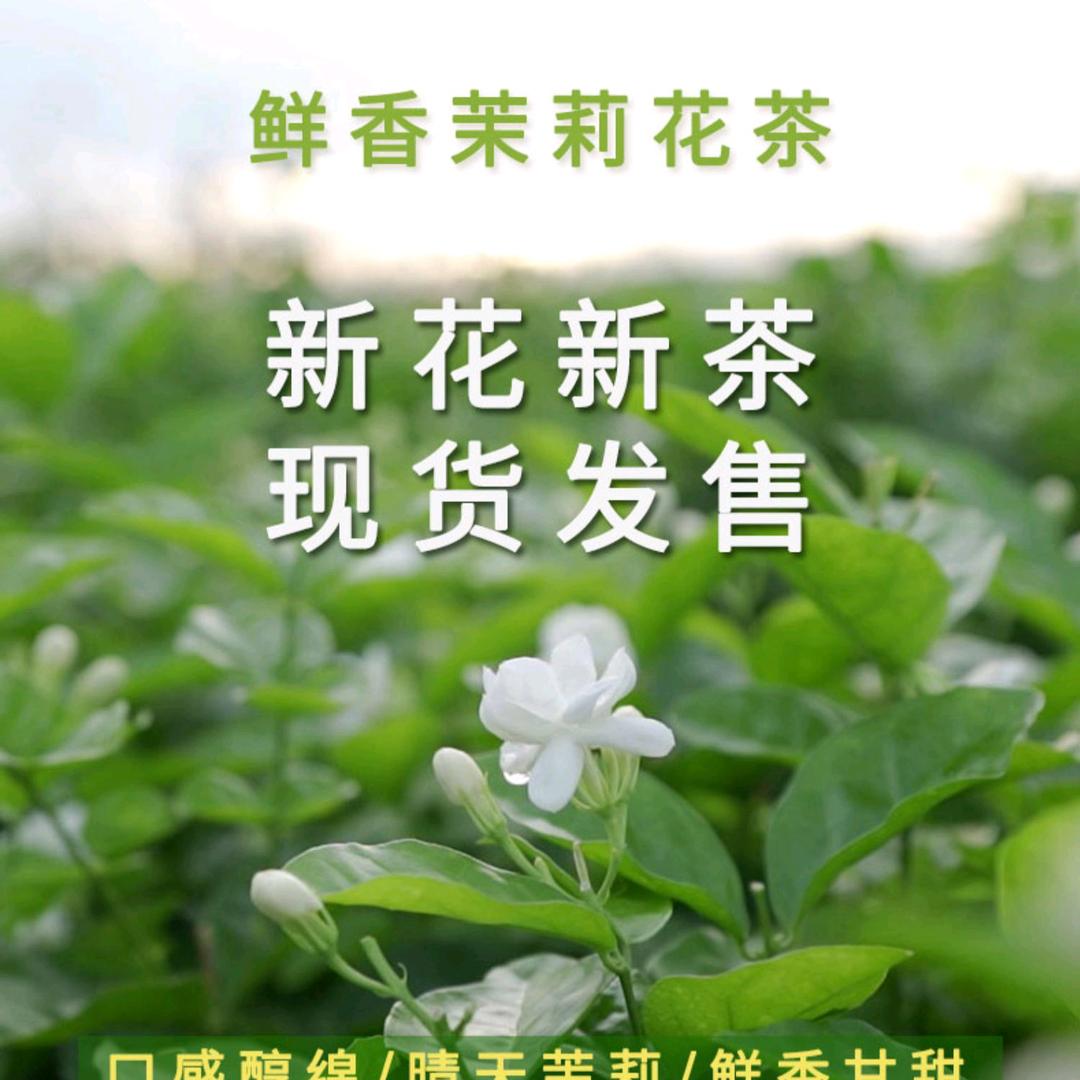 莉源茉莉花茶企业店