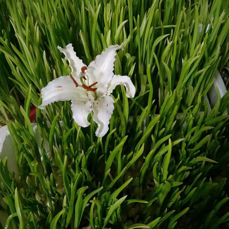 东营幸福农庄方宁