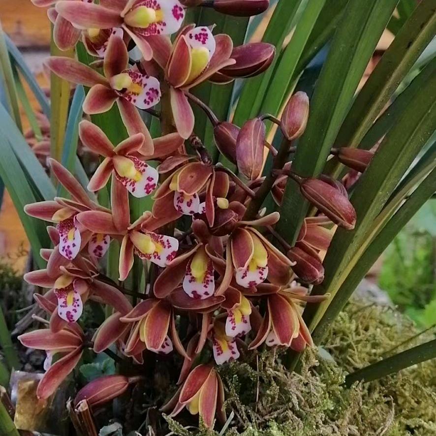 一抹微笑(三个孩子的宝妈)