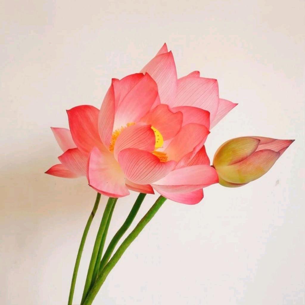 小丸子