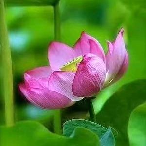 王成