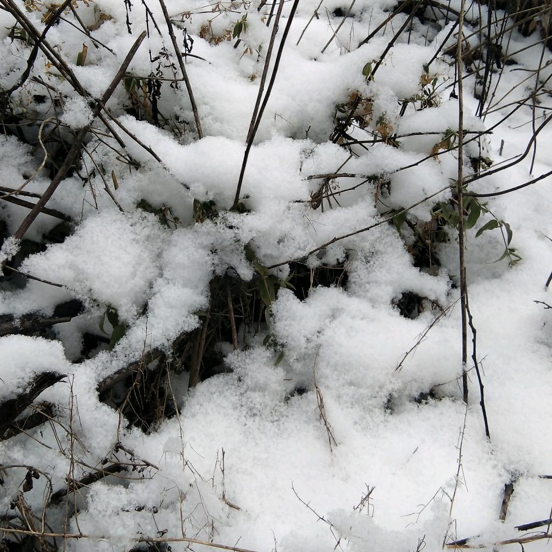 雪花自由