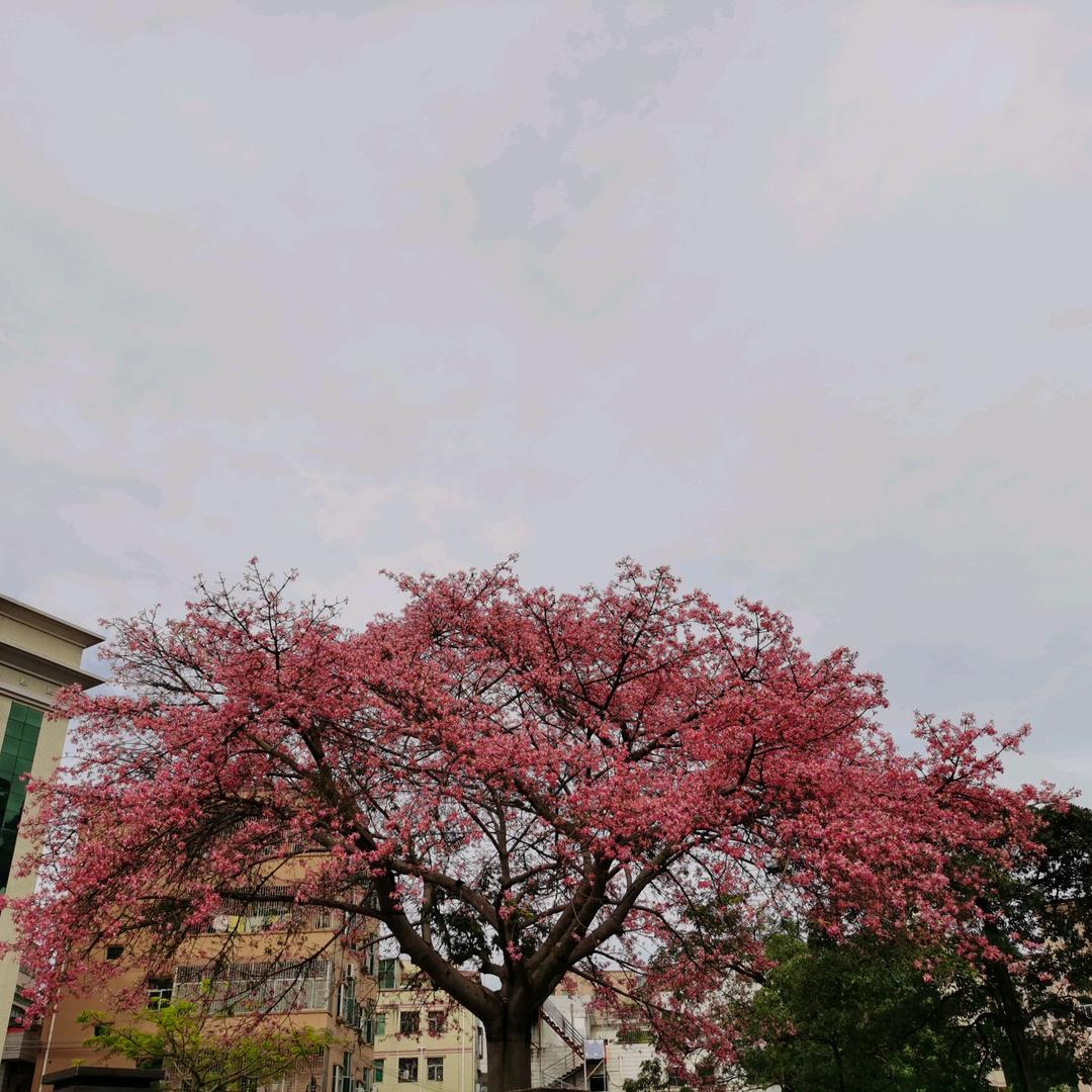 ♥️好运来♥️