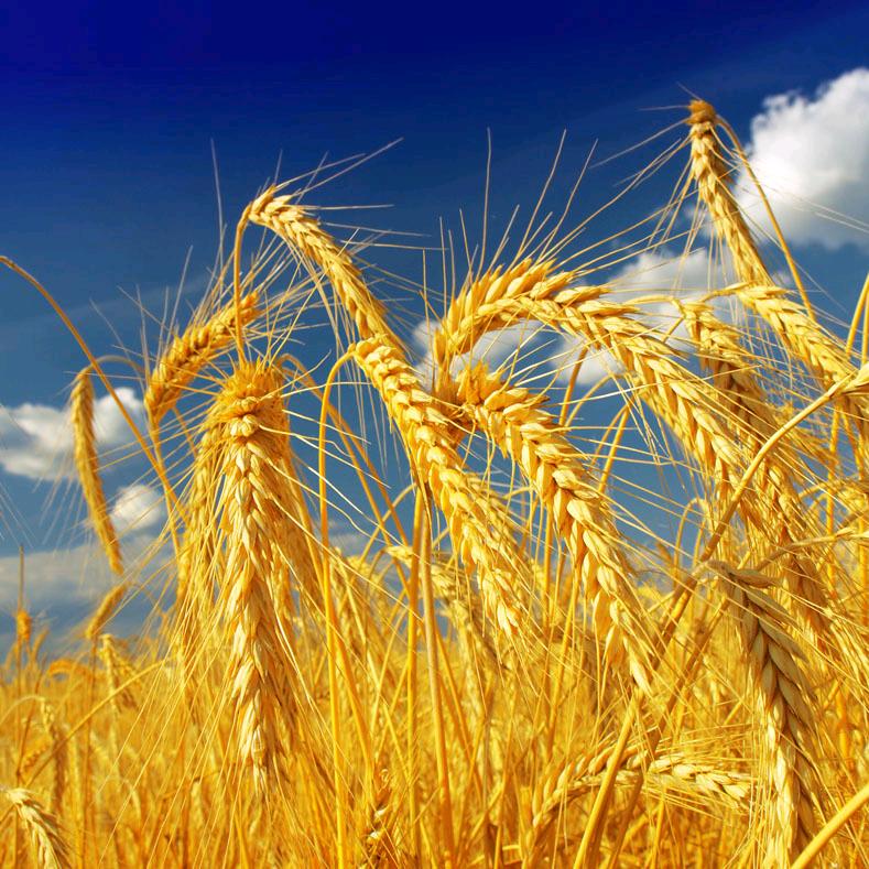 ღ᭄米粒粒. ღ᭄