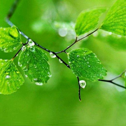 - ̗̀(๑ᵔ⌔ᵔ๑)凤