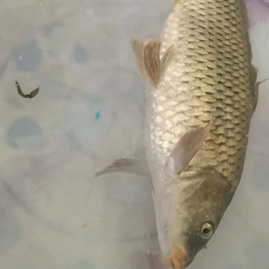 小尹红包谷