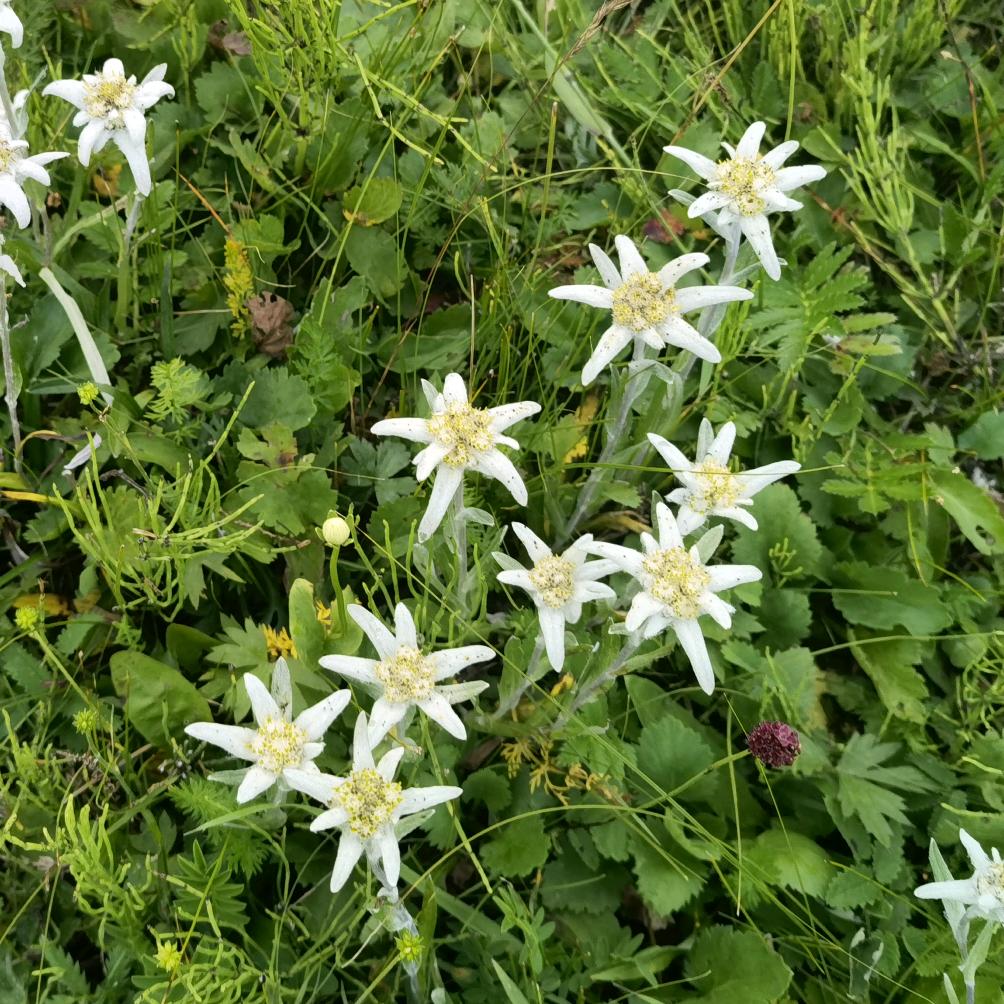 一棵小草